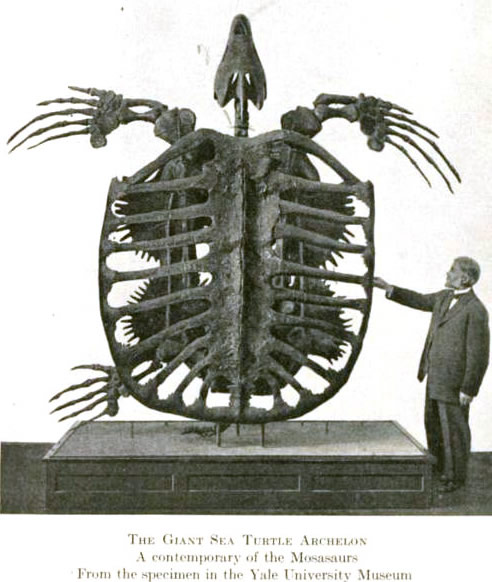 Archelon ancient giant sea turtle