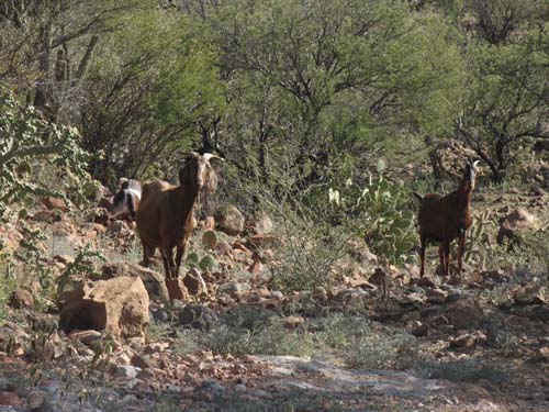 Goats at Rancho San Francisco de la Sierra