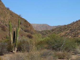 Desert scene, southern Baja California