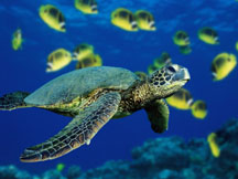 Green sea turtle and fish swimming