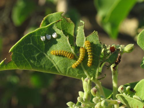 Caterpillar triplets