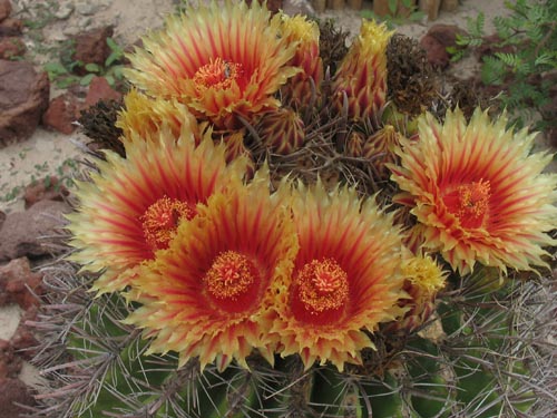 Barrel cactus blossoms and fruit