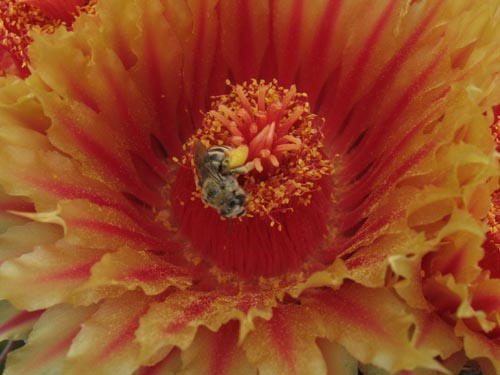 Barrel cactus blossom with native bee