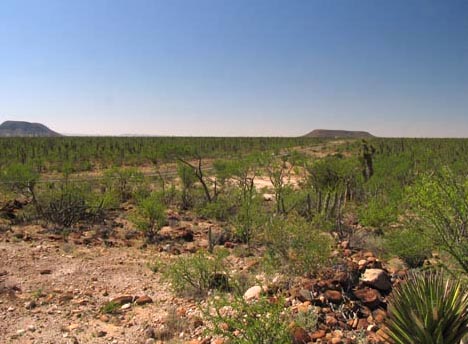 Desert south of San Ignacio