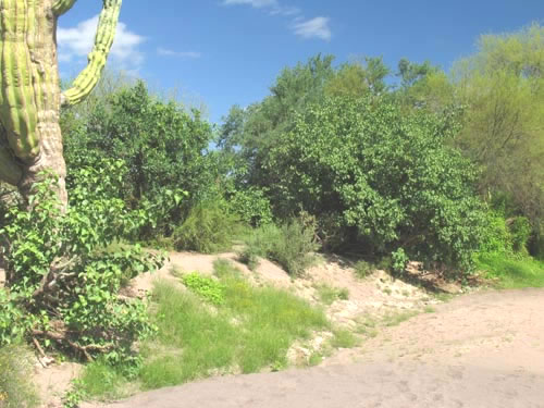 Arroyo plants in Mulege valley