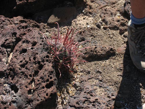 Plants like this young Barrel Cactus present hidden dangers along the trail