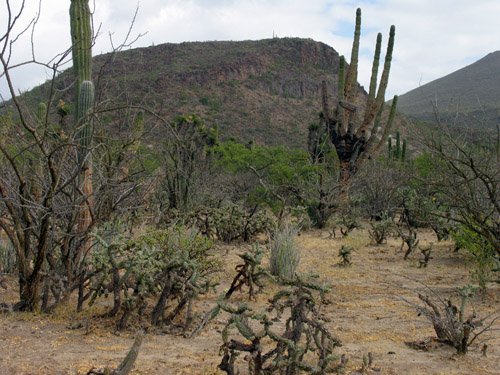 Vegetation typical of the area around San Ignacio