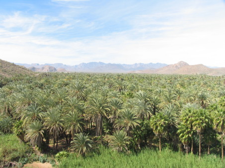 Mulege palm orchard