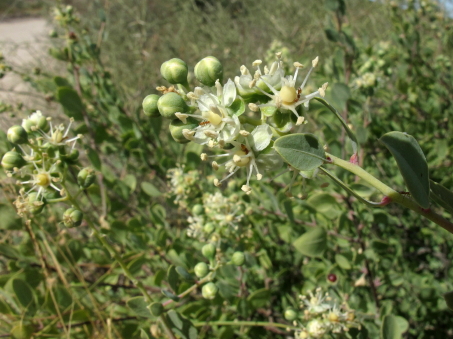 Stegnosperma halimifolia