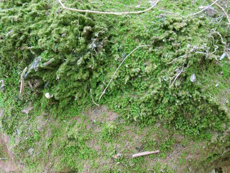 Mosses and liverworts