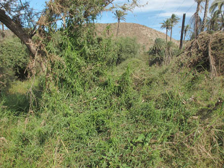 Habit of Climbing milkweed (Funastrum cyananchoides var. hartwegii)