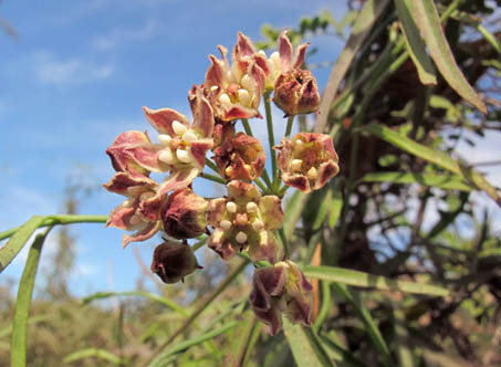 flowers of the Climbing milkweed (Funastrum cyananchoides var. hartwegii)