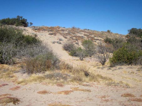 las dunas cerca de Mulege