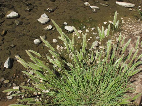 Rabbitsfoot grass, Polypogon monspeliensis