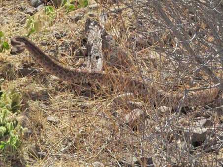 Rattlesnake closeup