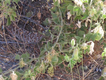 Rattlesnake in bushes