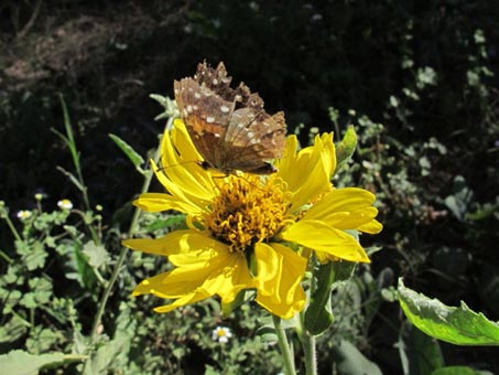 Verbesina peninsularis head in flower with butterfly