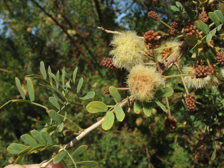 Acacia peninsularia shrub