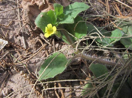 Mimulus floribundus flower