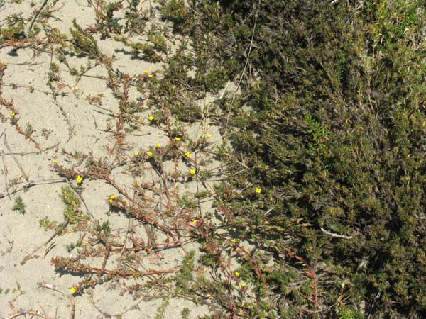 Camissonia species, Suncup