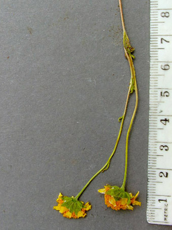 lasthenia gracilis