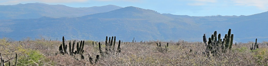 Vista del matorral desertico en el primer plant y la Sierra del Novillo en la distancia cerca de San Pedro en las afueras de La Paz, Baja California Sur, Mexico