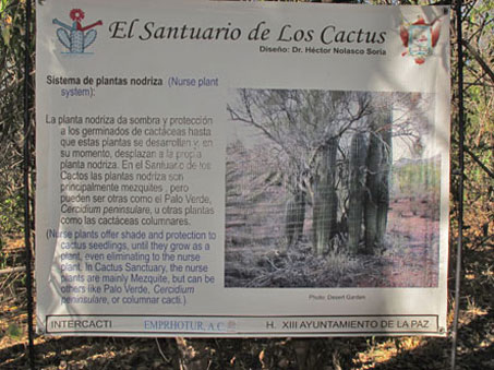 Sign explaining role of nurse trees in the Santuario de los Cactos