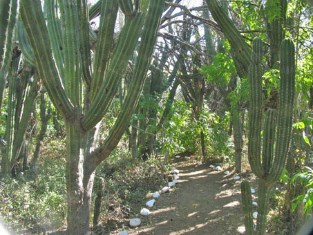 Pathway leads into the Santuario de los Cactos