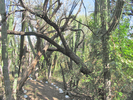 Nurse trees at Large columnar cacti at Santuario de los Cactos