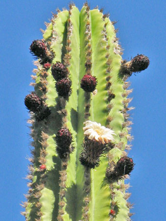Pachycereus pectin-aboriginum flowers