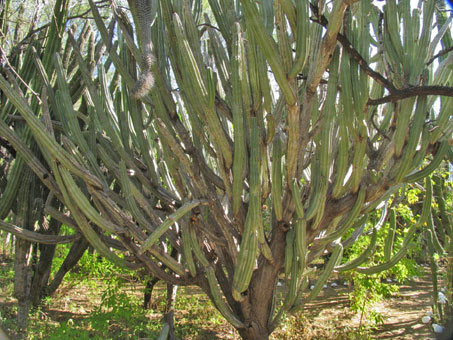 Enorme cacto arborescente Lophocereus schottii