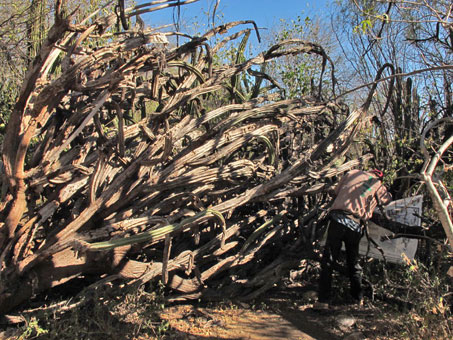 Enorme aborescente cacto Lophocereus schottii cactus ha caido debido al daño del huracan