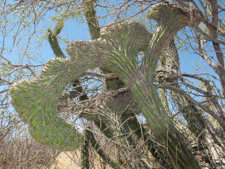 Crested cactus