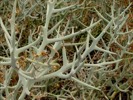 Spiny branches of Castela polyandra