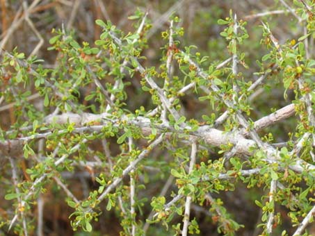 Bitter condalia branch is spinose