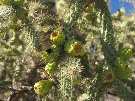 Cylindropuntia alcahes stems and fruit