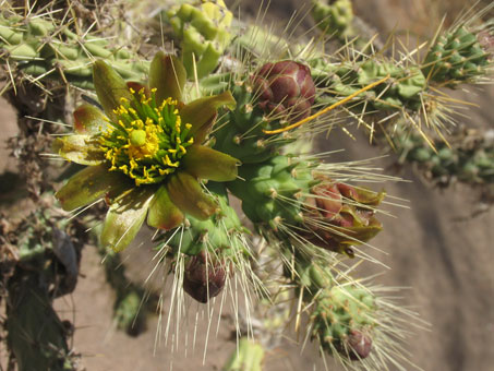 Cylindropuntia alcahes flowers