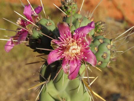 flowers of Chainlink cholla