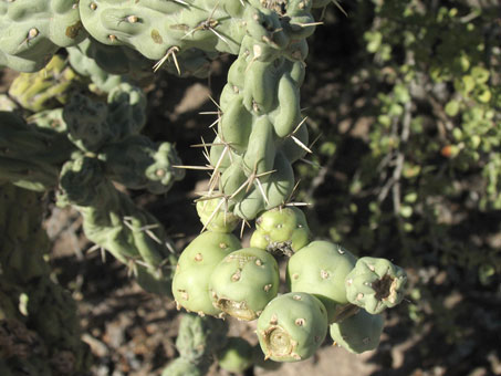 Stems and fruit of Chainlink cholla