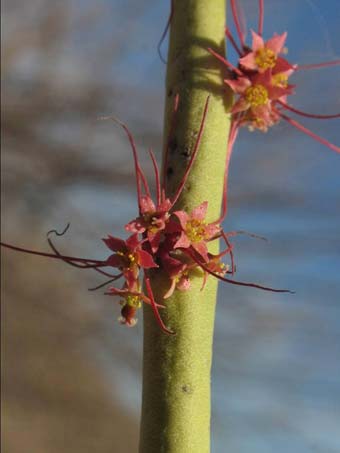 Las flores de Euphorbia ceroderma