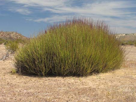 Habit of Euphorbia ceroderma
