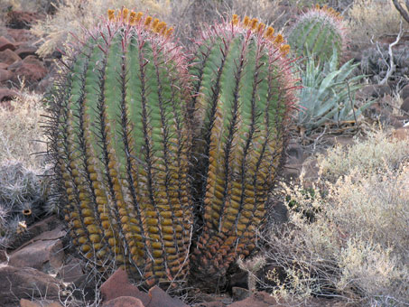 Twin barrel cacti