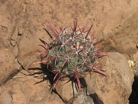 Baby barrel cactus