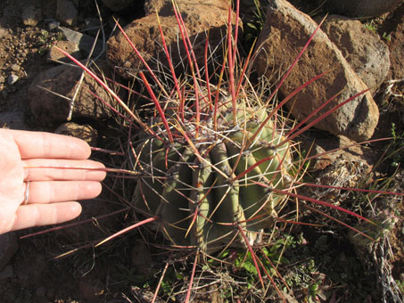 Long spines of barrel cactus