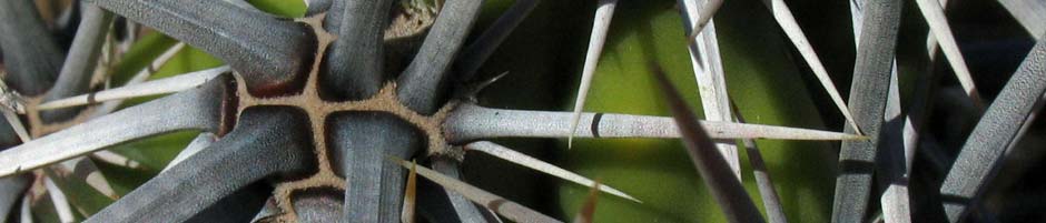 Spines of Corynopuntia invicta