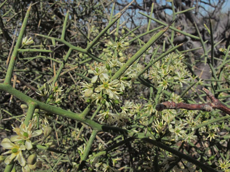 Spinose branches of Koeberlinia spinosa