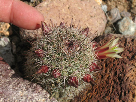 Flowers and spines of Pincushion cacti