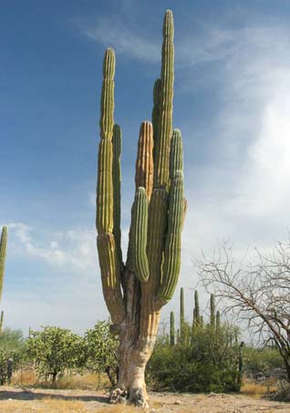 Cardon cactus habit