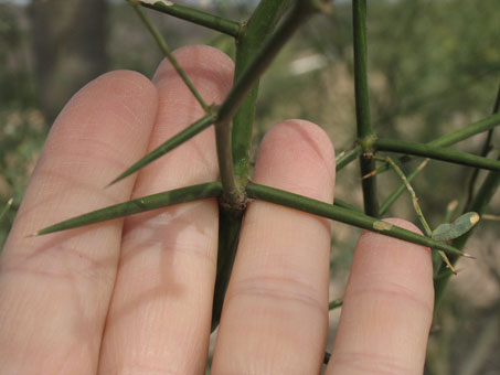Large spines of young mesquite