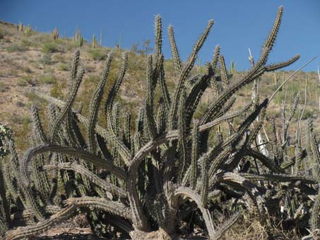 Habit of Galloping Cactus